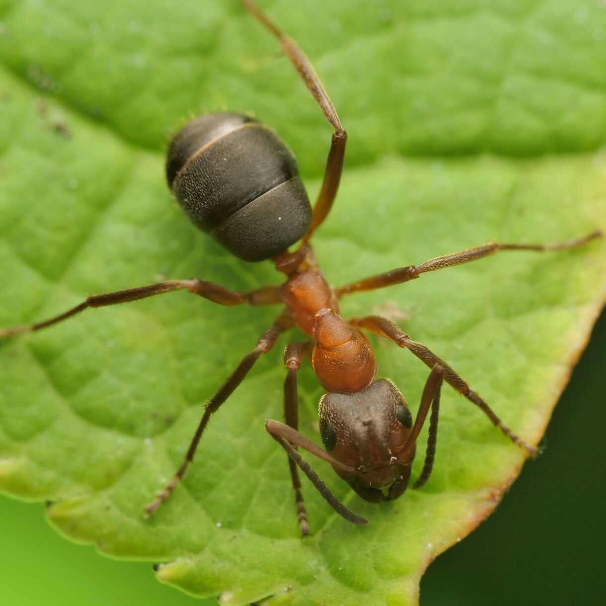 coptoformica
