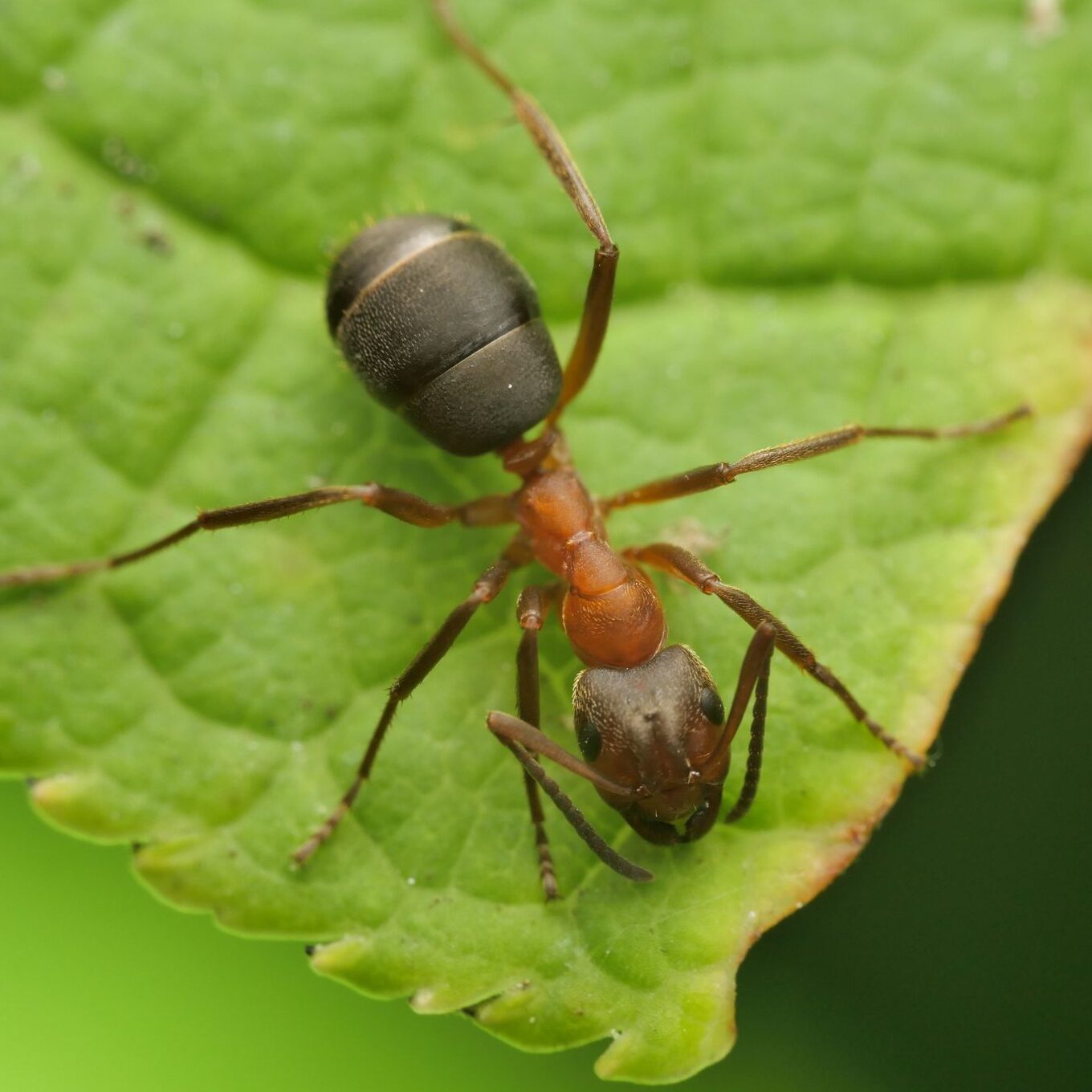 coptoformica coptoformica